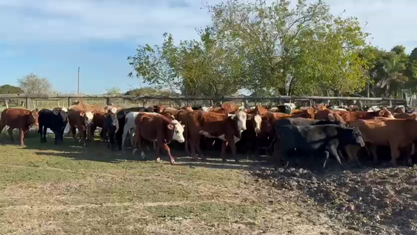 Lote 250 Vaquillonas en Chaco, Cote Lai