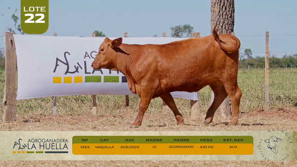 Lote LOTE 22