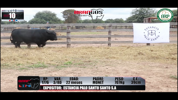 Lote Brangus a Campo Expo 2022 - Lote 10