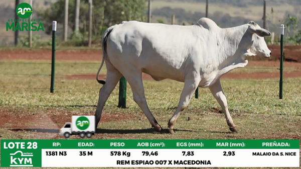 Lote Lote 28