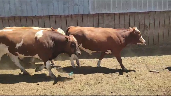Lote 18 Novillo Gordo en Los Ángeles, VIII Región Biobío