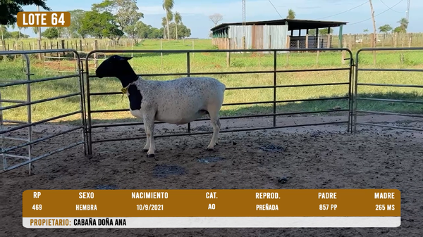 Lote LOTE 64