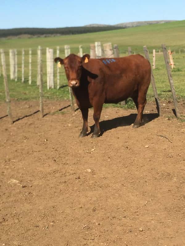 Lote 4 VACAS SA PREÑADAS