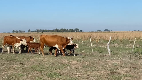 Lote 50 Vacas nuevas C/ cria en Esquina, Corrientes