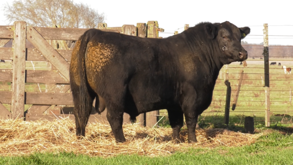 Lote TOROS PUROS POR CRUZA