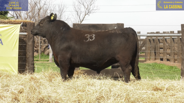 Lote TOROS ANGUS PURO CONTROLADO