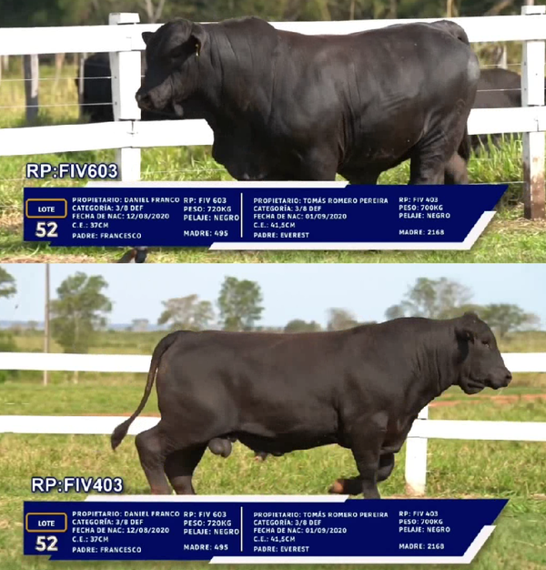 Lote LOTE 52 - DUO