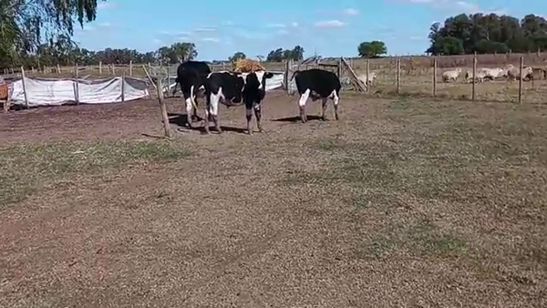 Lote 3 Terneros a remate en PANTALLA VIRTUAL - ESCRITORIO CAMY - LA CUENCA 200kg - , San José