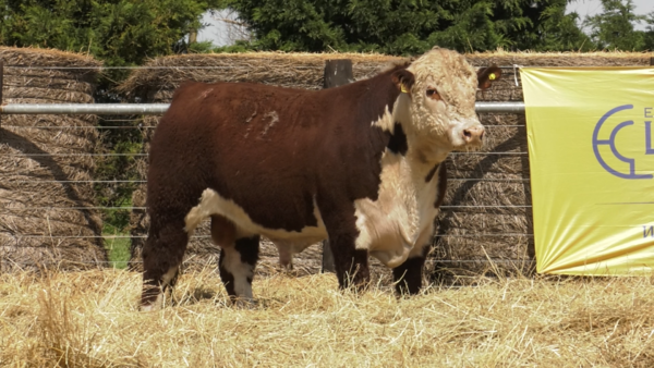 Lote TOROS P. HEREFORD PURO REGISTRADO