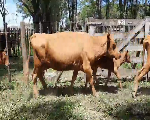 Lote 6 Vacas Paridas en Gral. Lamadrid, Buenos Aires