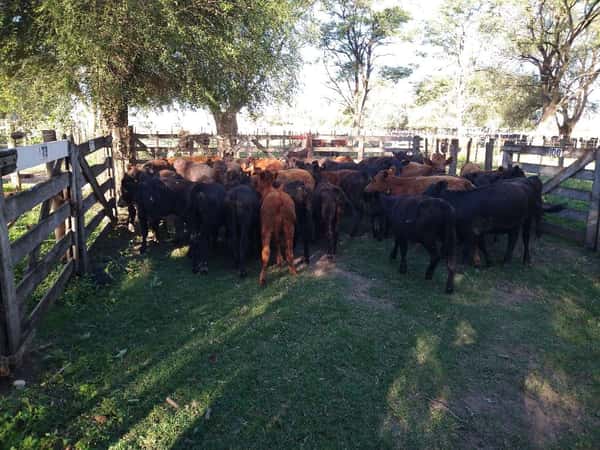 Lote 48 Terneras en Gral. Lamadrid, Buenos Aires