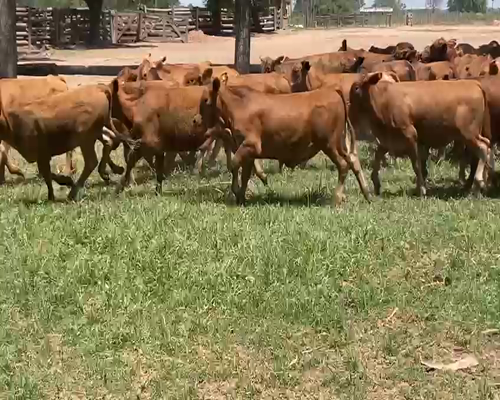 Lote 200 Terneros en Gral. San Martín, Chaco