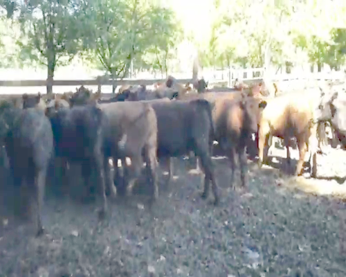 Lote 50 Vaquilla Engorda en Cunco, IX Región Araucanía