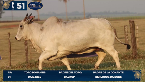 Lote LOTE 51