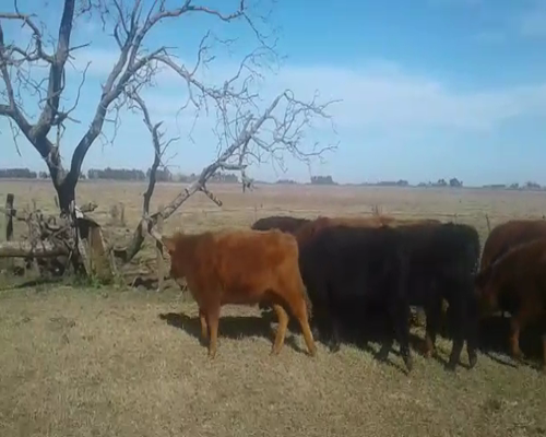 Lote 16 Terneros en Las Flores, Buenos Aires