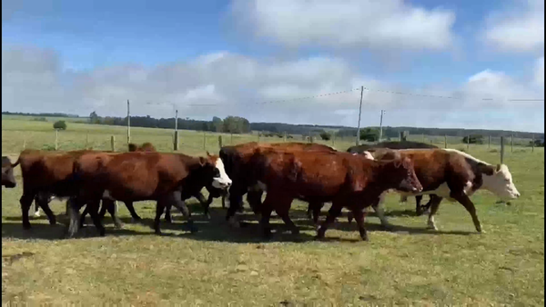 Lote 33 Vacas preñadas en Villa del Carmen, Durazno