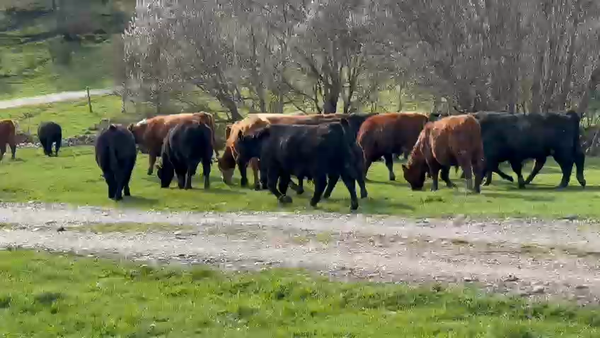 Lote 66 Ternero en Coyhaique, XI Región Aysén