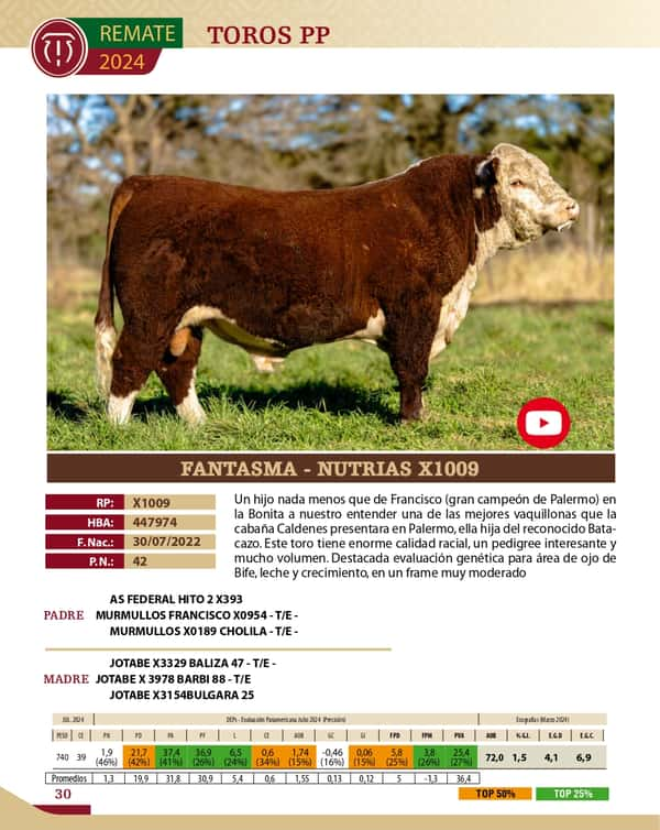 Lote TOROS PP