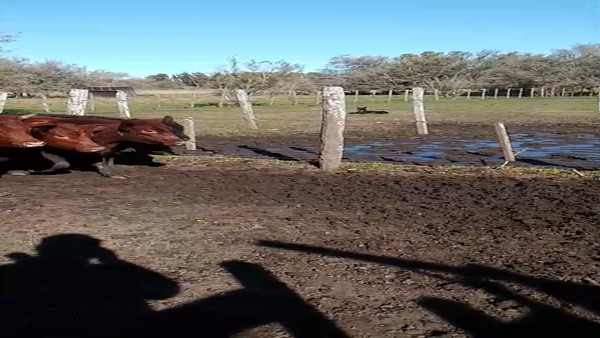 Lote 65 Terneras