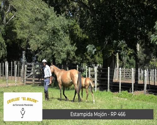 Lote Estampida Mojón (RP 466)