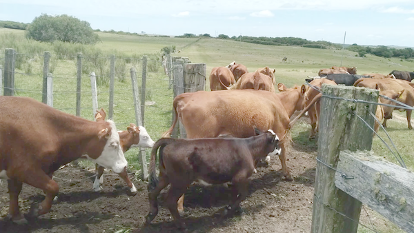 Lote 44 Piezas de cría en Durazno, Cerro Chato