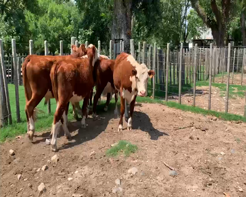 Lote 5 Novillos 2 a 3 años en Melo, Cerro Largo