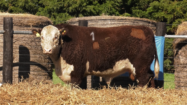 Lote TOROS P. HEREFORD PURO REGISTRADO