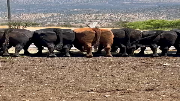 Lote 33 Vaca Gorda en Colina, Región Metropolitana