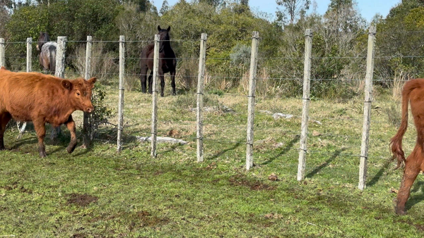 Lote 70 Terneras en Garzón, Maldonado