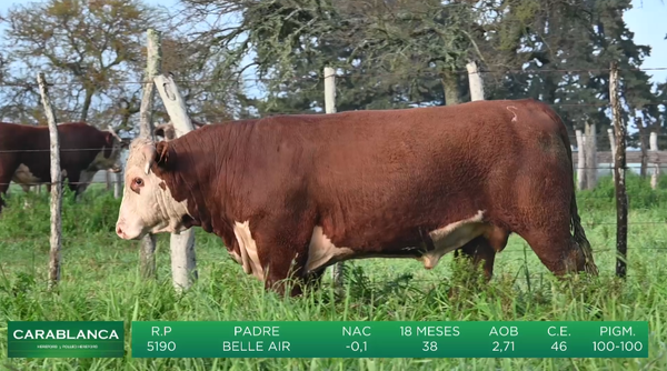 Lote Carablanca
