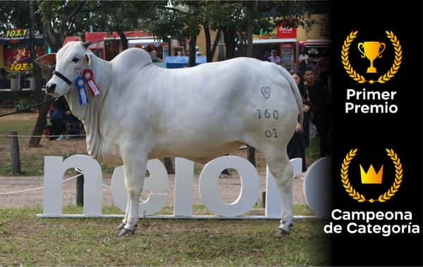 Lote Nelore a Bozal Expo Internacional 2022 RP 160- Lote 15