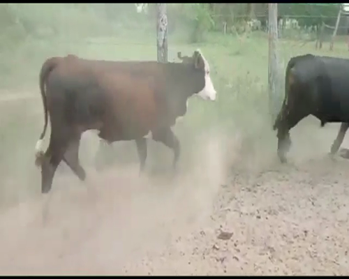 Lote 190 Novillos en La Eduvigis, Chaco