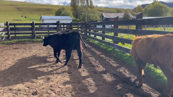 Lote 17 Ternero en Coyhaique, XI Región Aysén