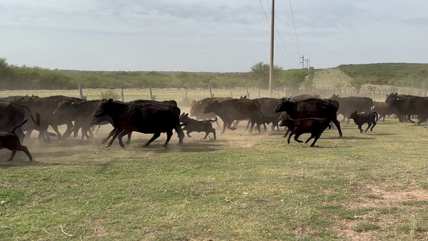 Lote 73 Vacas CUT con cría en La Pampa, Ataliva Roca