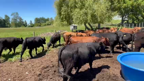 Lote 65 Ternero en los Muermos, X Región Los Lagos