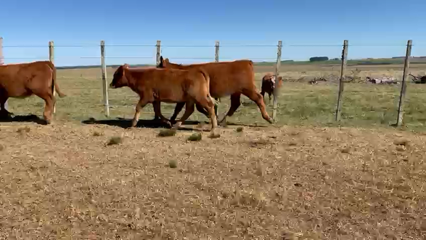 Lote 25 Terneras