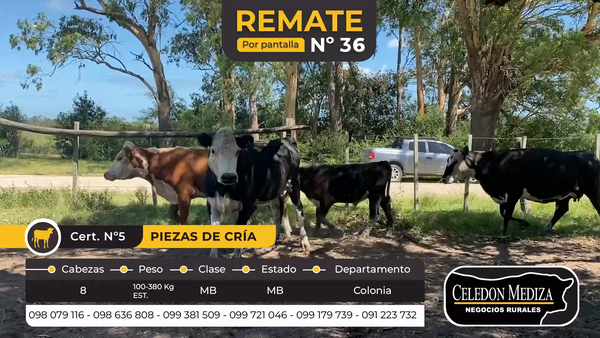 Lote 8 Piezas de cría en Colonia
