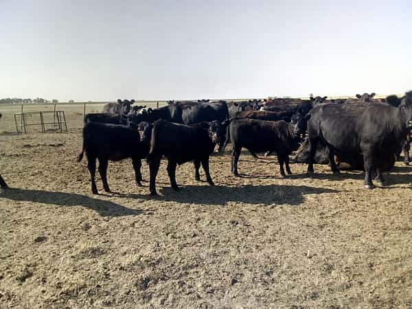 Lote 100 Terneros/as en Tres Arroyos, Buenos Aires