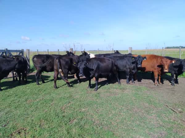 Lote 11 Vacas usadas preñadas