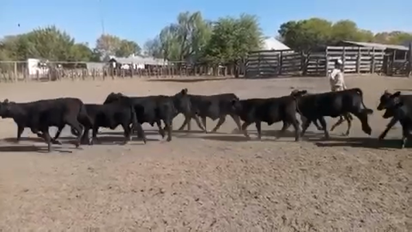 Lote 121 Terneros en Corrientes, Curuzú-Cuatiá