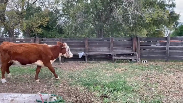 Lote VACA INDUSTRIA