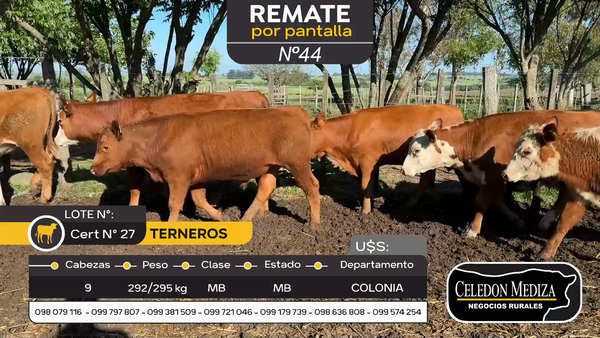 Lote 9 Terneros en Otra Localidad, Colonia