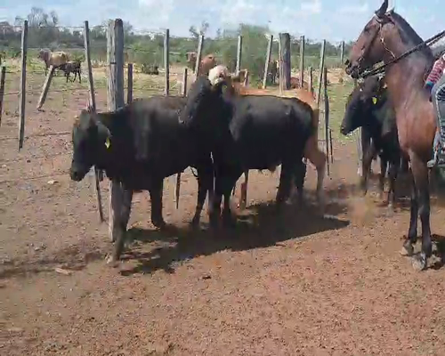 Lote 85 Novillitos en Quimilí, Santiago del Estero
