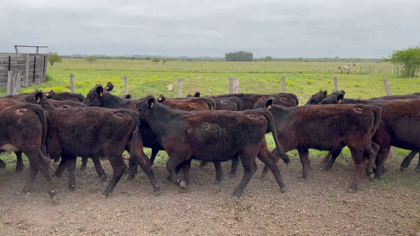 Lote 64 Terneras en Rincón de Conde, Canelones