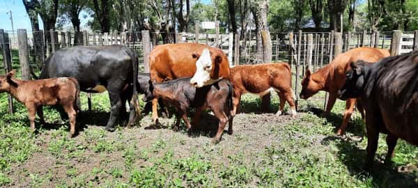 Lote 8 Vacas nuevas en Gral. Lamadrid, Buenos Aires