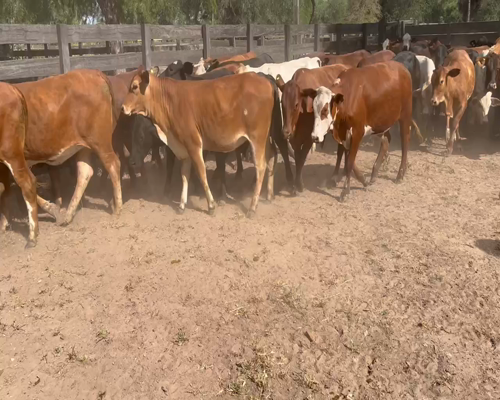 Lote 65 Novillitos y vaquillonas en Juan José Castelli, Chaco