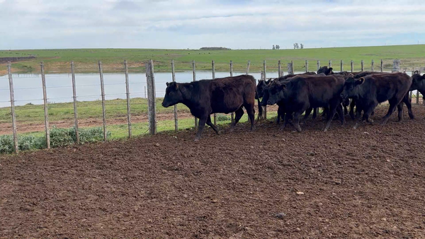 Lote 129 Vaquillonas preñadas en Reboledo, Florida