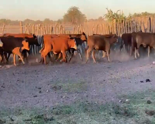 Lote 75 Terneros en Mariano I. Loza, Corrientes