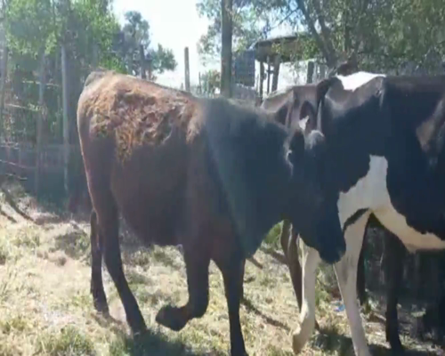 Lote Terneros
