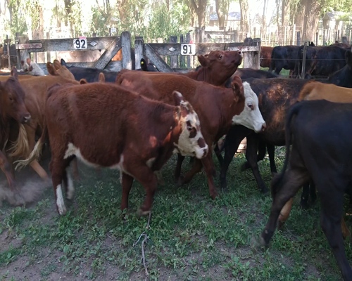 Lote 55 Terneras en Gral. Lamadrid, Buenos Aires